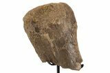 Fossil Triceratops Metatarsal Section w/ Metal Stand - South Dakota #339963-1